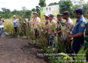 Kapolsek Wermaktian Hadiri Panen Raya dan Penanaman Kelapa di Desa Batuputih