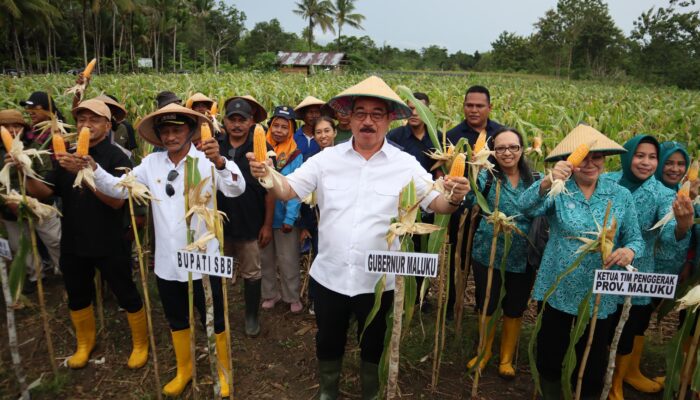 Panen Jagung Di Seram Barat, Gubernur Maluku Serahkan Paket Bantuan Pertanian.