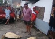 Warga Pesisir Tanimbar Diimbau Stop Tangkap Penyu, Ini Seruan DPRD