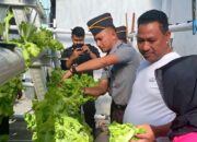 Wagub Maluku Panen Sayur Selada Hidroponik dan Tomat Apel di Lapas Wahai.