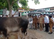 Gubernur Serahkan Hewan Kurban Presiden RI dan Pemprov Maluku