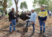 PT BKP-BTR -Merdeka Copper & Gold Serahkan Hewan Kurban ke Masyarakat Wetar