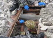 Bisnis Teripang Ilegal, Firman Kuasai Laut Australia Lewat Jalur Gelap