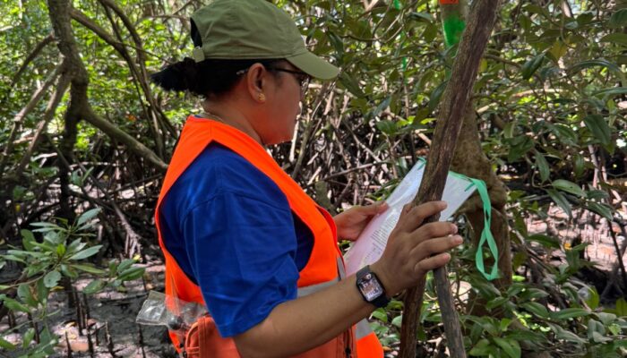 Pesisir Pantai Rutong-Waiheru Terancam Rusak, Pemerintah dan Masyarakat Diminta Partisipasi Aktif Dalam Menjaga Hutan Manggrove