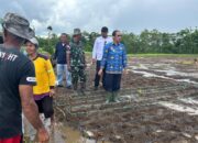 Langkah Wakil Bupati Menguatkan Pangan Tanimbar
