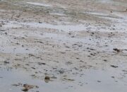 Warga Desak Batalion 734-Saumlaki Turun Tangan Redakan Konflik di Kecamatan Kormomolin