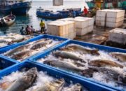 Distribusi Ikan Tanimbar Tembus Rp834 Miliar, Pengawasan Disorot