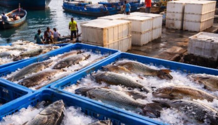 Distribusi Ikan Tanimbar Tembus Rp834 Miliar, Pengawasan Disorot