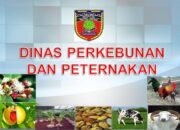 Disbunnak Malteng, Dinas Yang Sangat Tertututup Menginformasikan Program Kegiatan Kepada Publik
