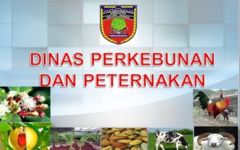Disbunnak Malteng, Dinas Yang Sangat Tertututup Menginformasikan Program Kegiatan Kepada Publik