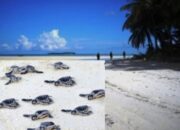 Tempat Penyu Bertelur Dan Habitat Lumba-Lumba , Pulau Lucipara Bakal Dijadikan Kawasan Konservasi Perairan