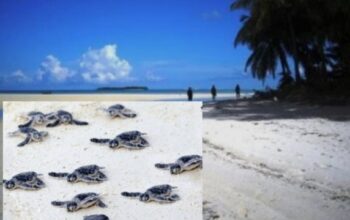 Tempat Penyu Bertelur Dan Habitat Lumba-Lumba , Pulau Lucipara Bakal Dijadikan Kawasan Konservasi Perairan