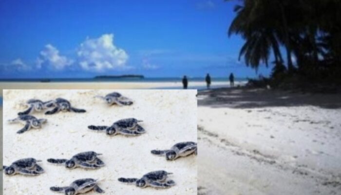 Tempat Penyu Bertelur Dan Habitat Lumba-Lumba , Pulau Lucipara Bakal Dijadikan Kawasan Konservasi Perairan